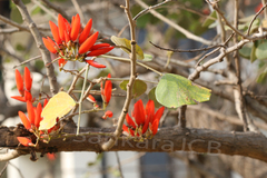 Erythrina suberosa